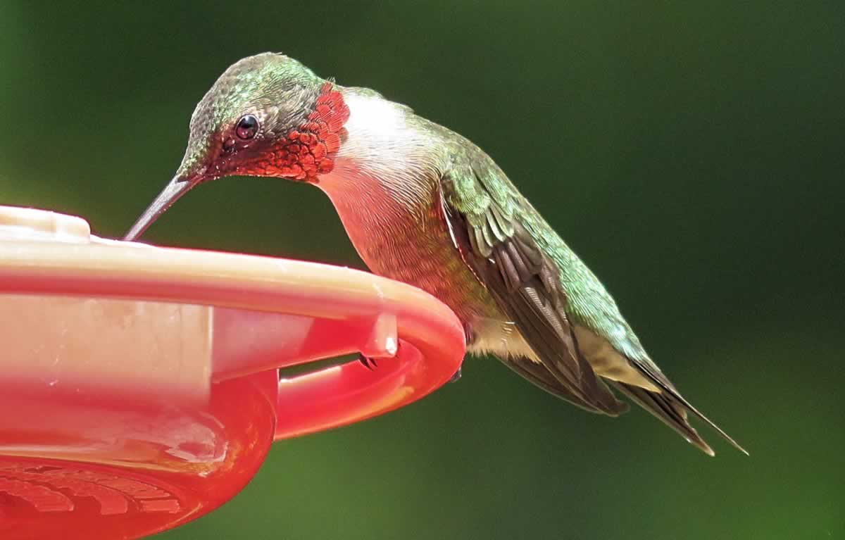 Ruby Throat Hummingbird enjoying a sweet sip of nectar